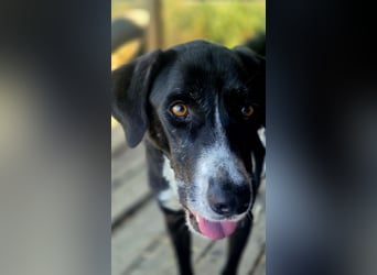 Sanfter Labrador Mix / Borador Max sucht seine Menschen