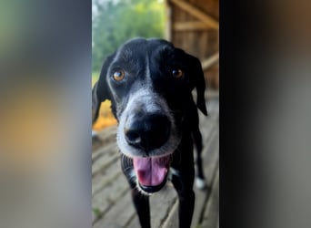Sanfter Labrador Mix / Borador Max sucht seine Menschen
