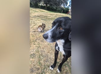 Sanfter Labrador Mix / Borador Max sucht seine Menschen