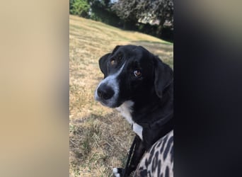 Sanfter Labrador Mix / Borador Max sucht seine Menschen