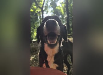 Sanfter Labrador Mix / Borador Max sucht seine Menschen