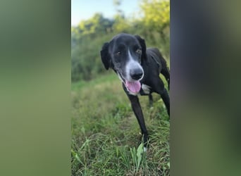 Sanfter Labrador Mix / Borador Max sucht seine Menschen