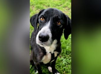 Sanfter Labrador Mix / Borador Max sucht seine Menschen