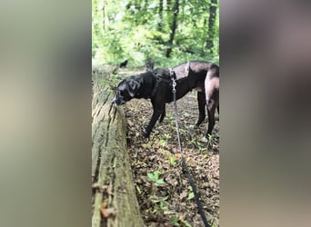 Sanfter Labrador Mix / Borador Max sucht seine Menschen