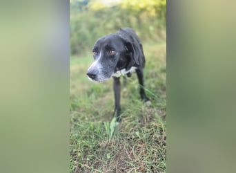 Sanfter Labrador Mix / Borador Max sucht seine Menschen