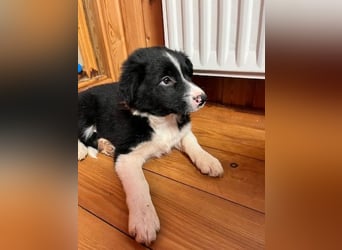 Border collie   Hündin – geimpft, entwurmt, gechipt, mit EU-Heimtierausweis