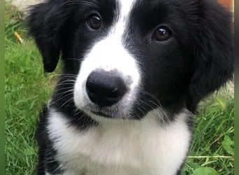 Border collie   Hündin – geimpft, entwurmt, gechipt, mit EU-Heimtierausweis