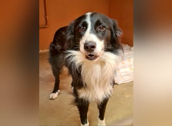 LOKI-begeistert alle mit ihrem tollen Wesen-jung,klug, fröhlich. Jetzt fehlt nur noch ein Zuhause