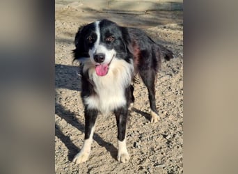 LOKI-begeistert alle mit ihrem tollen Wesen-jung,klug, fröhlich. Jetzt fehlt nur noch ein Zuhause