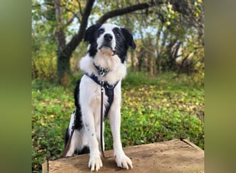 Oreo - wartet auf ein richtiges Zuhause
