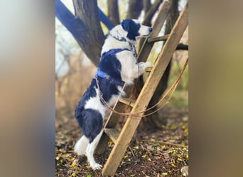 Oreo - wartet auf ein richtiges Zuhause