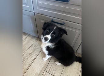 Bordercollie