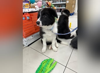 Bordercollie