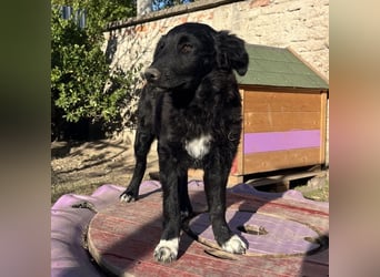 Charlie ein absoluter Schatz