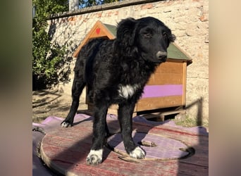 Charlie ein absoluter Schatz