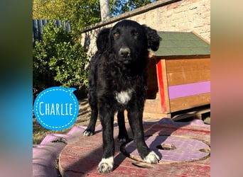 Charlie ein absoluter Schatz