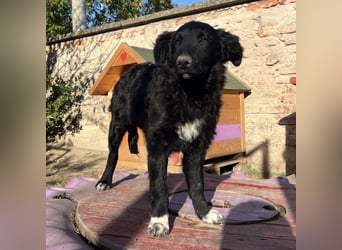 Charlie ein absoluter Schatz