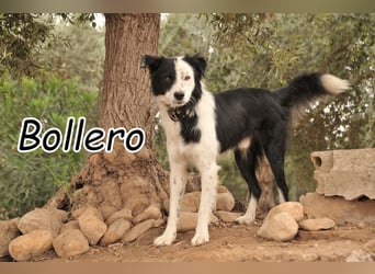 Zeigen Sie Bollero wie schön das Leben in einer Familie sein kann?