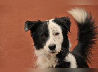 Zeigen Sie Bollero wie schön das Leben in einer Familie sein kann?
