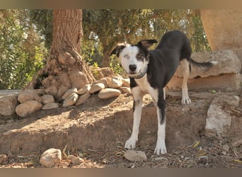 Möchtest du Belly zeigen, wie schön das Leben an der Seite eines Menschen sein kann?