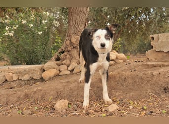 Möchtest du Belly zeigen, wie schön das Leben an der Seite eines Menschen sein kann?