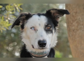 Möchtest du Belly zeigen, wie schön das Leben an der Seite eines Menschen sein kann?