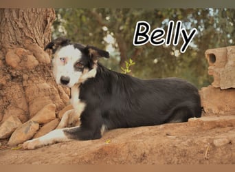 Möchtest du Belly zeigen, wie schön das Leben an der Seite eines Menschen sein kann?