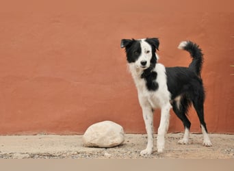 Zeigen Sie Bollero wie schön das Leben in einer Familie sein kann?