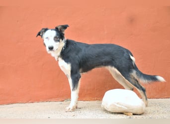 Möchtest du Belly zeigen, wie schön das Leben an der Seite eines Menschen sein kann?