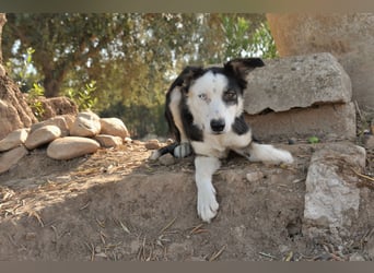 Möchtest du Belly zeigen, wie schön das Leben an der Seite eines Menschen sein kann?