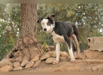 Möchtest du Belly zeigen, wie schön das Leben an der Seite eines Menschen sein kann?