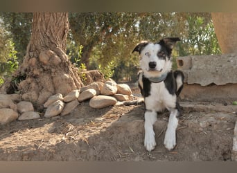 Möchtest du Belly zeigen, wie schön das Leben an der Seite eines Menschen sein kann?