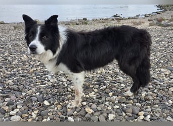 charmanter Senior Lucky sucht dringend seine Herzensmenschen