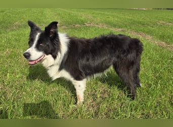 charmanter Senior Lucky sucht dringend seine Herzensmenschen