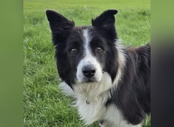 charmanter Senior Lucky sucht dringend seine Herzensmenschen