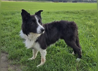 charmanter Senior Lucky sucht dringend seine Herzensmenschen