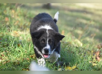 Border collies FCI