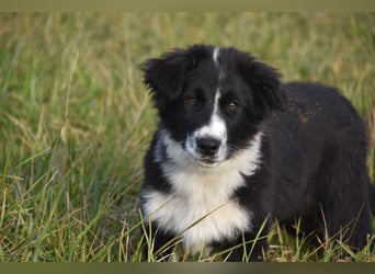 Border collies FCI