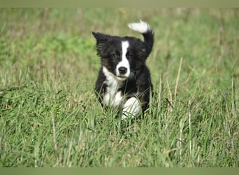 Border collies FCI