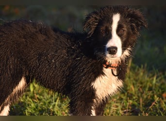 Border collies FCI