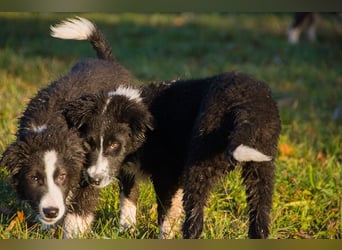 Border collies FCI