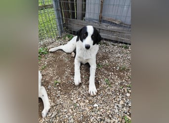 Mia - sucht Zuwendung