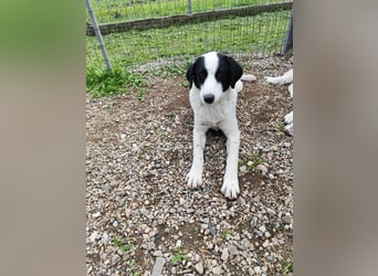 Mia - sucht Zuwendung