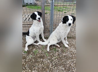 Mia - sucht Zuwendung