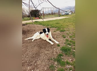 Mia - sucht Zuwendung