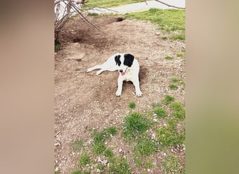 Mia - sucht Zuwendung