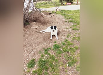 Mia - sucht Zuwendung