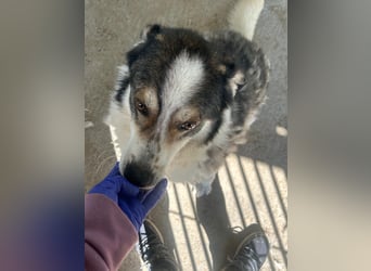 Simba - wunderschön