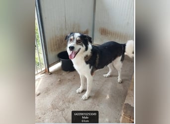 Simba - wunderschön