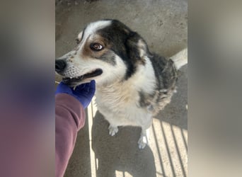 Simba - wunderschön